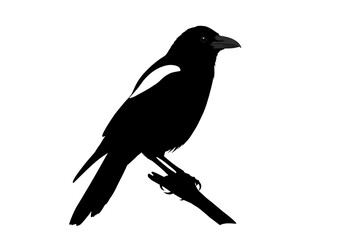 Obraz premium A simple yet detailed silhouette illustration of a common magpie bird perched gracefully on a small tree branch against a clean white background