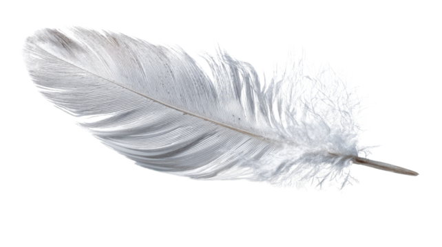 Soft white feather isolated symbolizing lightness purity peace freedom nature bird softness and natural beauty concept isolated on white background
