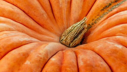 Close-up view of a vibrant orange pumpkin with deep grooves and a textured stem showcasing seasonal Autumn beauty.