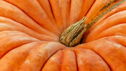 Fototapete Ziegel Close-up view of a vibrant orange pumpkin with deep grooves and a textured stem showcasing seasonal Autumn beauty.  © Carterson