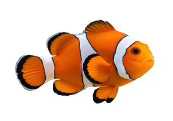 Isolated orange clownfish Amphiprioninae swims on a coral reef in tropical waters, saltwater aquarium