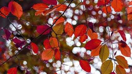 Colorful Autumn leaves on branches create a vibrant scene in a forest.