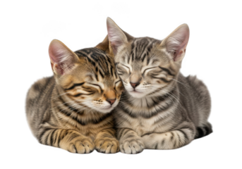 Adorable sleeping kitten duo: two cute tabby cats cuddling together in a sweet embrace, perfect for animal lovers isolated on transparent background