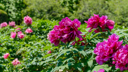春の庭園に咲き誇るピンク色の美しい牡丹の花
