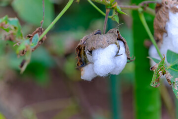 畑で熟してはじけた綿の実と白いコットンボールのクローズアップ