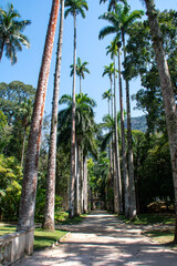 The imposing imperial palms of the Rio de Janeiro Botanical Garden enchant visitors with their...