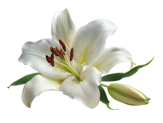 Fototapeta premium White lily flower with bud isolated on transparent background, elegant floral blossom for wedding decoration, botanical design, and natural beauty