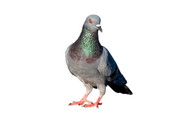 Pigeon, Full Body pigeon standing isolated on transparent background, showing detailed feathers and natural colors. Perfect for concepts of urban wildlife, freedom, nature and city life, PNG File