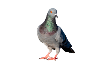 Pigeon, Full Body pigeon standing isolated on transparent background, showing detailed feathers and natural colors. Perfect for concepts of urban wildlife, freedom, nature and city life, PNG File