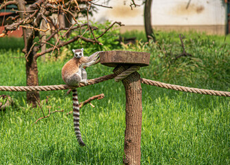 Obraz premium A Ring-tailed Lemur sits on a thick rope, reaching for a wooden platform in a grassy