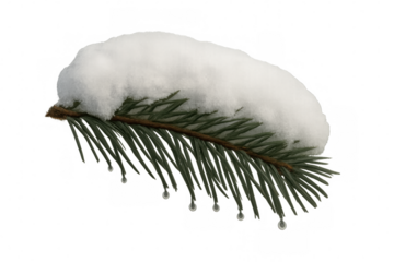 Pine branch with melting snow and water drops, symbolizing winter changing to spring on transparent background