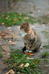 cat autumn