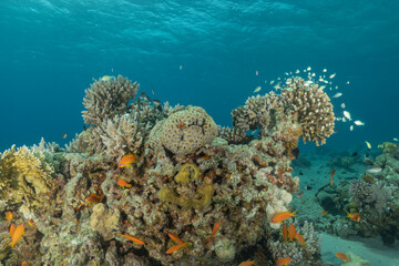 Coral reef and water plants in the Red Sea, Eilat Israel
