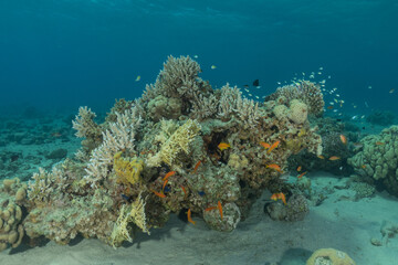 Coral reef and water plants in the Red Sea, Eilat Israel
