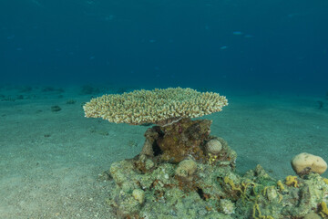Coral reef and water plants in the Red Sea, Eilat Israel
