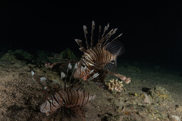Lionfish (Pterois miles) in the Red Sea, colorful fish, Eilat, Israel
