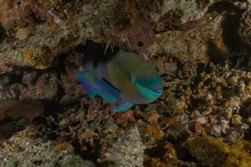 Fish swimming in the Red Sea, colorful fish, Eilat, Israel
