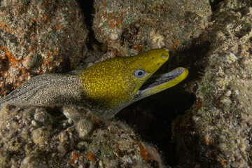Moray eel Mooray lycodontis undulatus in the Red Sea, Eilat Israel
