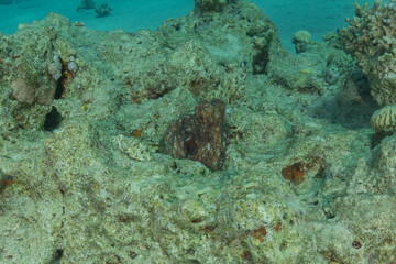 Octopus king of camouflage in the Red Sea, Eilat Israel 
