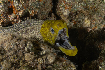 Moray eel Mooray lycodontis undulatus in the Red Sea, Eilat Israel
