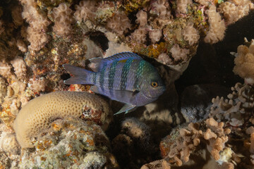 Fish swimming in the Red Sea, colorful fish, Eilat, Israel
