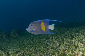 Fish swimming in the Red Sea, colorful fish, Eilat, Israel

