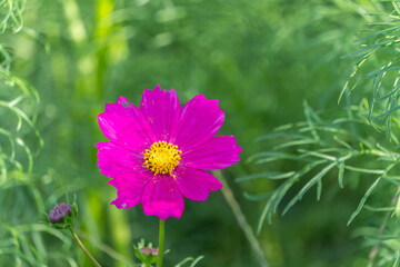 Obraz premium 緑の背景に咲く一輪の美しいピンク色のコスモスの花