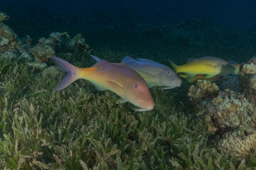 Naklejka premium Fish swimming in the Red Sea, colorful fish, Eilat, Israel 