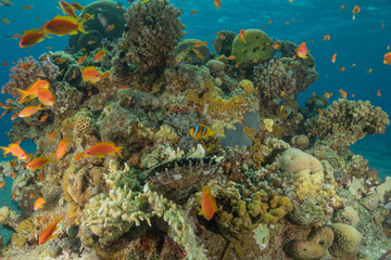 Coral reef and water plants in the Red Sea, Eilat Israel

