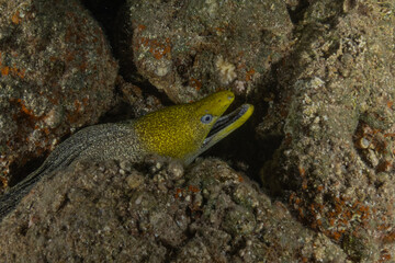 Moray eel Mooray lycodontis undulatus in the Red Sea, Eilat Israel
