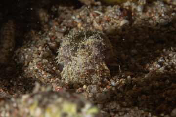 Fish swimming in the Red Sea, colorful fish, Eilat, Israel
