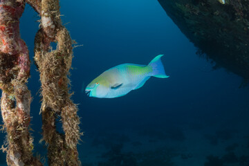 Fish swimming in the Red Sea, colorful fish, Eilat, Israel
