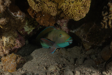 Fish swimming in the Red Sea, colorful fish, Eilat, Israel
