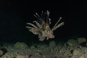 Lionfish (Pterois miles) in the Red Sea, colorful fish, Eilat, Israel
