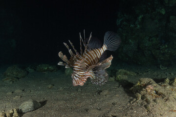 Lionfish (Pterois miles) in the Red Sea, colorful fish, Eilat, Israel
