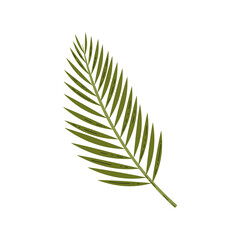 Fototapeta premium A single green palm frond with detailed leaves displayed against a solid black background studio shot