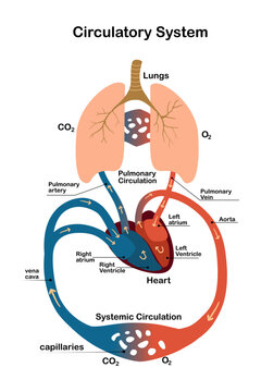 Human Circulatory System, Heart Blood Flow Diagram &ndash; Medical Biology Vector Illustration