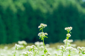 緑の森を背景に咲く可憐な白いソバの花畑、クローズアップとコピースペース