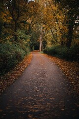 Golden autumn forest with vibrant yellow and orange leaves covering the trees and ground, creating a calm and magical atmosphere that reflects the quiet beauty of fall.