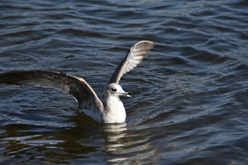 A young common gull is with spread wings in water in sunny day.