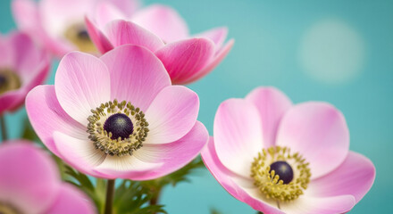 Delicate pink anemone flowers glistening with morning dew, perfect for spring and nature themes.