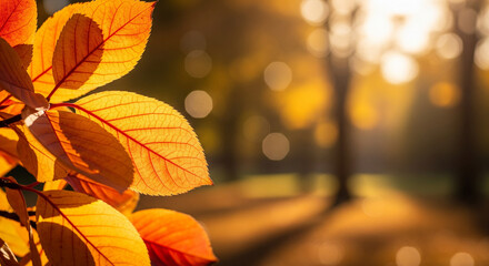 Golden autumn leaves bathed in warm sunlight create a vibrant, cozy scene perfect for seasonal promotions and nature themes.