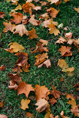 Close-up of autumn leaves lying on green grass after rain.