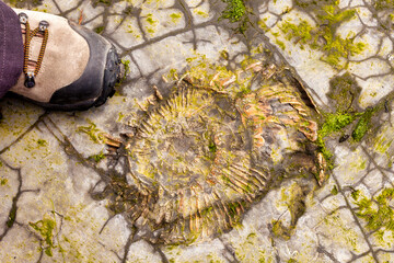 Ammonite fossil revealed on a rock platform at Kimmeridge Bay, Dorset, with woman's boot for scale. These creatures lived in the seas 240 million - 65 million years ago.