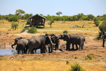 Fototapeta premium Elephants at the waterhole at Elephant Sands Adventure Tented Lodge. Located 50 km north of Nata in an unfenced nature reserve. Botswana, Africa.