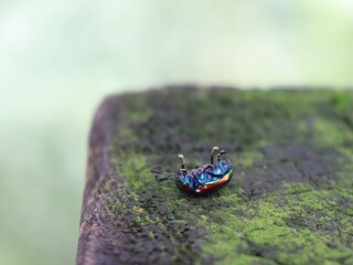 red poison dart frog