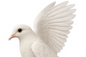 White dove flying, spreading wings, representing peace, hope, and freedom on transparent background