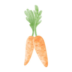 Carrots with tops watercolor painting for food designs in kids style. Hand-drawn isolated cute vegetbeles for Easter greeting card. Fresh vegetable plant sketch for print. Clip art of healthy eating.