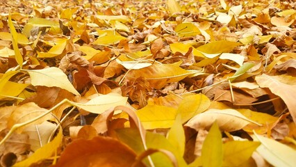 Solid Background of Bright Yellow and Golden Autumn Leaves