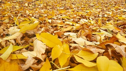 Solid Background of Bright Yellow and Golden Autumn Leaves